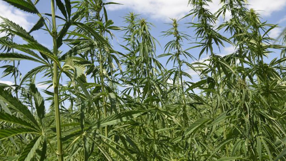 Le Conseil d’État suspend l’interdiction de la vente de fleurs de CBD brutes