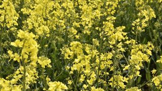 Les évolutions du biodiesel sont porteuses pour le colza Les évolutions du biodiesel sont porteuses pour le colza