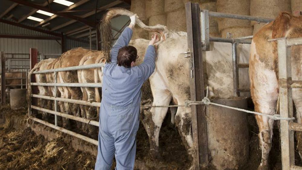 Les conditions aux échanges de bovins vis-à-vis de l’IBR