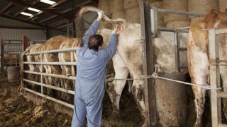 Les conditions aux échanges de bovins vis-à-vis de l’IBR Les conditions aux échanges de bovins vis-à-vis de l’IBR