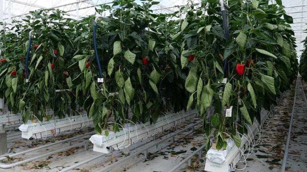 Les producteurs de légumes, « seuls » face aux hausses de charges