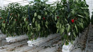 Les producteurs de légumes, « seuls » face aux hausses de charges Les producteurs de légumes, « seuls » face aux hausses de charges