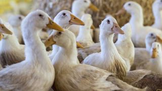Les essais du vaccin contre la grippe aviaire débuteront en mars Les essais du vaccin contre la grippe aviaire débuteront en mars