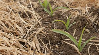 Un guide de bonnes pratiques pour utiliser le glyphosate Un guide de bonnes pratiques pour utiliser le glyphosate