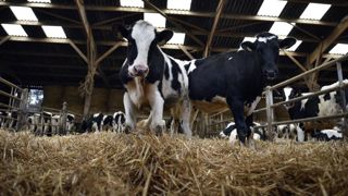 Un site pour mieux connaître la fièvre Q Un site pour mieux connaître la fièvre Q