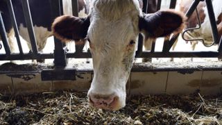 Les éleveurs ont « besoin d’une meilleure valorisation » du lait Les éleveurs ont « besoin d’une meilleure valorisation » du lait