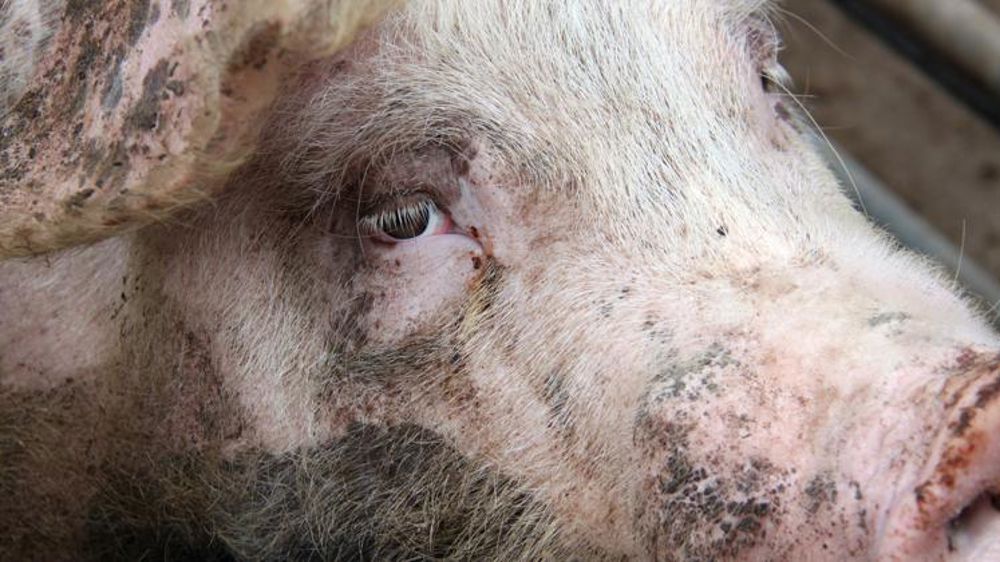 Les abattages de porcins reculent en janvier