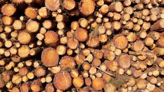 Le Covid-19 a fait ralentir les récoltes de bois en 2020 Le Covid-19 a fait ralentir les récoltes de bois en 2020