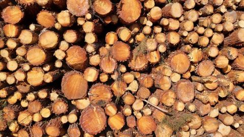 Le Covid-19 a fait ralentir les récoltes de bois en 2020 Le Covid-19 a fait ralentir les récoltes de bois en 2020