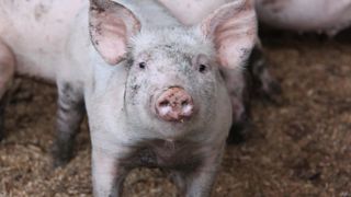 Lidl mise 1,6 million d’euros sur le bien-être des porcs Lidl mise 1,6 million d’euros sur le bien-être des porcs