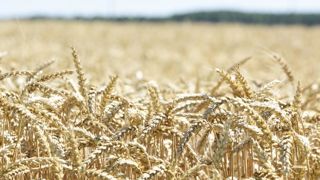 L’Ukraine limite ses exportations de blé L’Ukraine limite ses exportations de blé