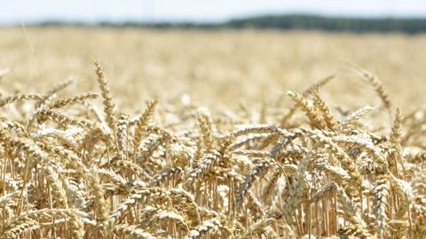 L’Ukraine limite ses exportations de blé L’Ukraine limite ses exportations de blé
