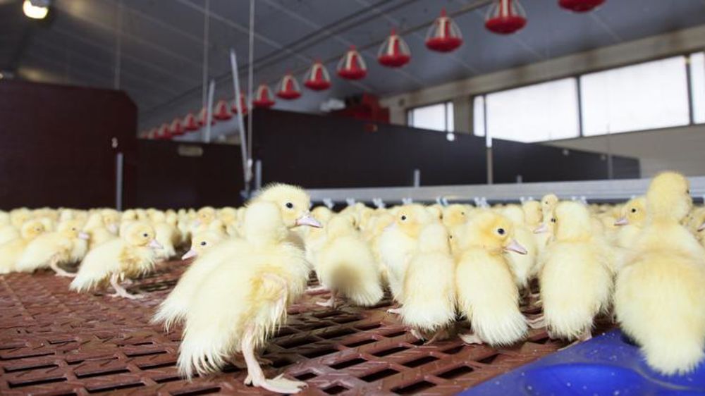 Une nouvelle flambée de grippe aviaire d’une « extrême agressivité »