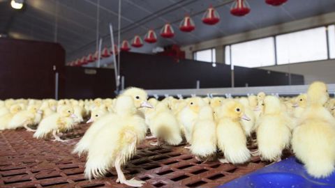 Une nouvelle flambée de grippe aviaire d’une « extrême agressivité » Une nouvelle flambée de grippe aviaire d’une « extrême agressivité »