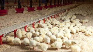 Des « répercussions à long terme » liées à la grippe aviaire Des « répercussions à long terme » liées à la grippe aviaire