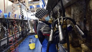Le repli de la collecte de lait de vache se poursuit Le repli de la collecte de lait de vache se poursuit