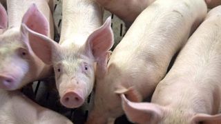 La cotation du porc est déplafonnée à Plérin La cotation du porc est déplafonnée à Plérin
