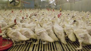 Un cas de grippe aviaire dans un élevage en Bretagne Un cas de grippe aviaire dans un élevage en Bretagne
