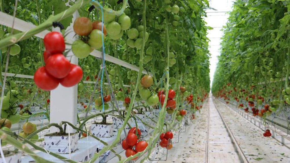 La Sica Saint Pol de Léon manque de visibilité pour 2022