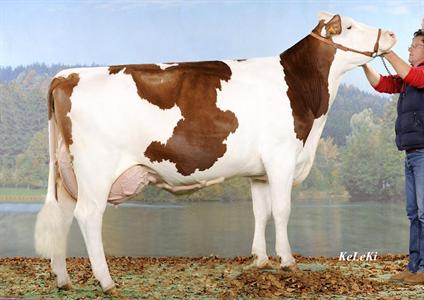 DANEFÈRE (REDON x OVA) à Gaec Le Champenois, 74270 Frangy - France, <br>Grande championne Jersey
