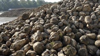 Les coûts de production de la betterave en hausse de 20 à 25 % Les coûts de production de la betterave en hausse de 20 à 25 %