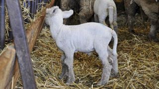 Le cours de l’agneau baisse, mais reste élevé Le cours de l’agneau baisse, mais reste élevé