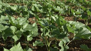 Feu vert pour l’utilisation des jachères Feu vert pour l’utilisation des jachères