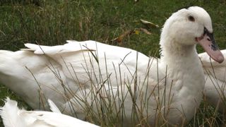 La grippe aviaire touche la Dordogne La grippe aviaire touche la Dordogne
