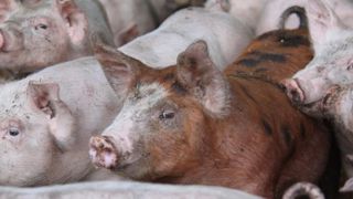 La justice condamne la caudectomie des porcelets La justice condamne la caudectomie des porcelets