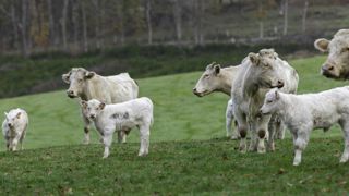 Bruxelles voit des élevages « agro-industriels » partout Bruxelles voit des élevages « agro-industriels » partout