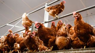 L’épizootie de grippe aviaire n’en finit pas L’épizootie de grippe aviaire n’en finit pas