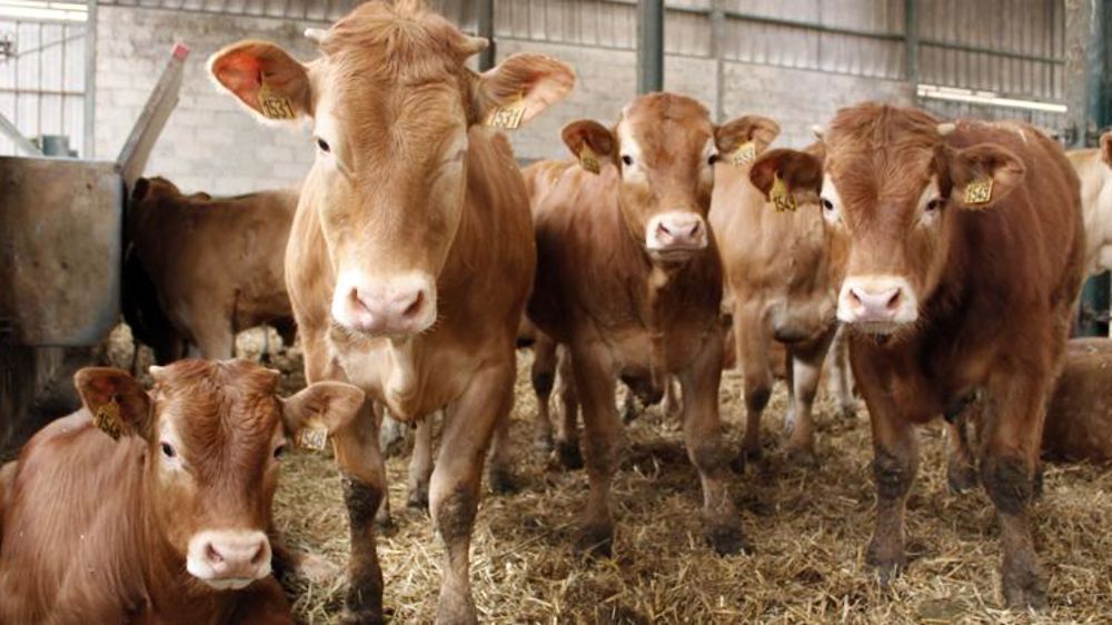 Une initiative citoyenne veut la fin des subventions à l’élevage