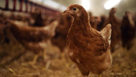 L’influenza aviaire « poursuit son extension » en France L’influenza aviaire « poursuit son extension » en France