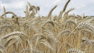 Vilmorin revoit en hausse sa prévision de ventes Vilmorin revoit en hausse sa prévision de ventes