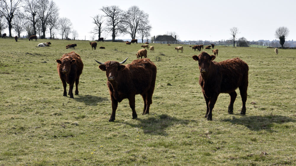 Les exportations de broutards reculent de nouveau en février
