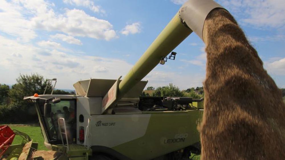 La FAO mise toujours sur une production de blé en hausse