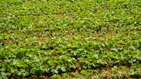 Déclarer ses surfaces de pommes de terre Déclarer ses surfaces de pommes de terre