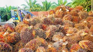 L’Indonésie réautorise les exportations d’huile de palme L’Indonésie réautorise les exportations d’huile de palme