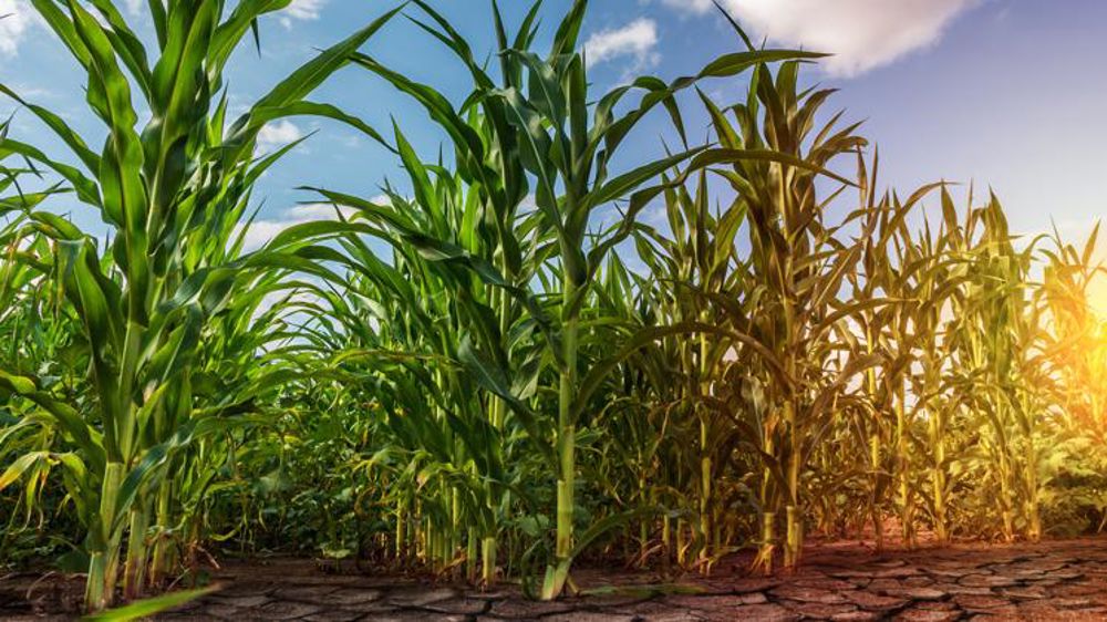 Quatre leviers pour cultiver quand l’eau vient à manquer