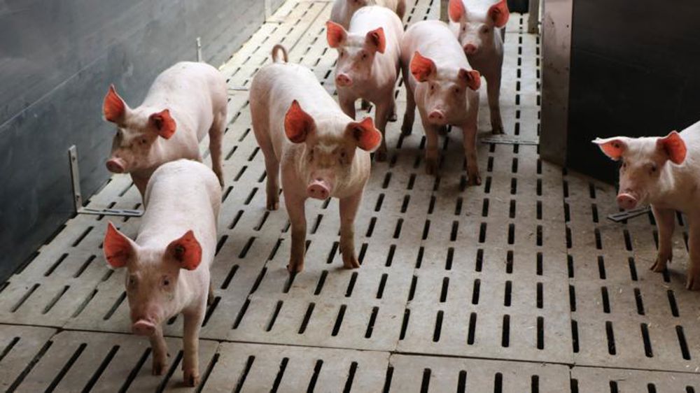 La France « résiste mieux » au recul de la demande chinoise en porcs