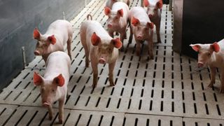 La France « résiste mieux » au recul de la demande chinoise en porcs La France « résiste mieux » au recul de la demande chinoise en porcs