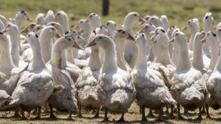 Une « appétence » européenne pour le vaccin contre la grippe aviaire Une « appétence » européenne pour le vaccin contre la grippe aviaire