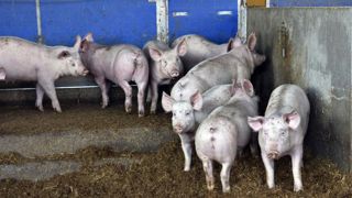 Les abattages de porcs continuent de se replier en avril Les abattages de porcs continuent de se replier en avril