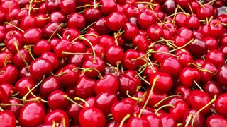 Une campagne plus sereine pour la cerise Une campagne plus sereine pour la cerise