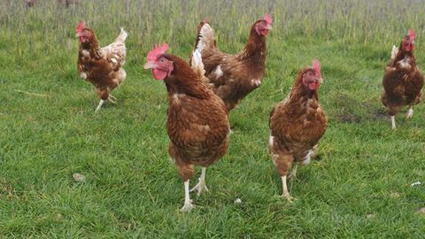 La France passe en risque « négligeable » vis-à-vis de la grippe aviaire