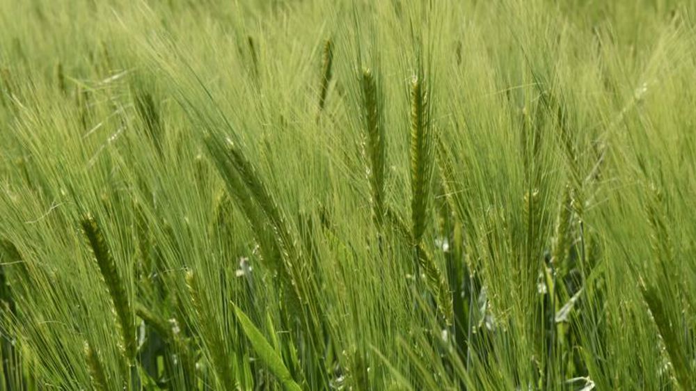 Kronenbourg et In Vivo lancent leur filière « Orge responsable »