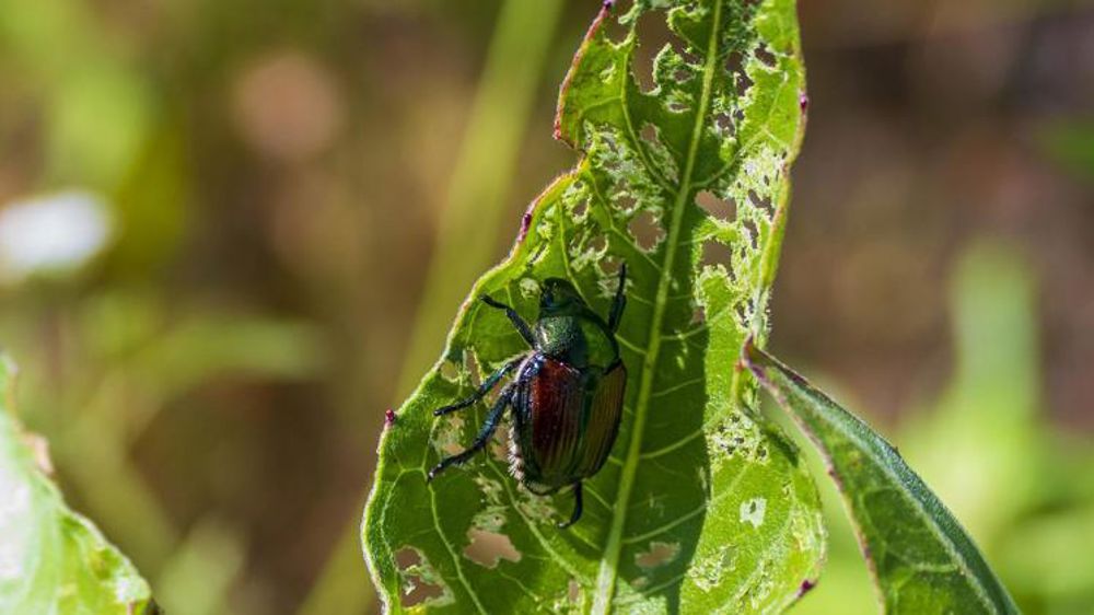 Tout faire pour barrer la route du scarabée japonais