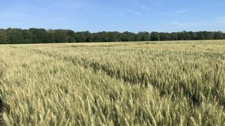 Des pistes pour évaluer les variétés dans le cadre de l’agroécologie Des pistes pour évaluer les variétés dans le cadre de l’agroécologie