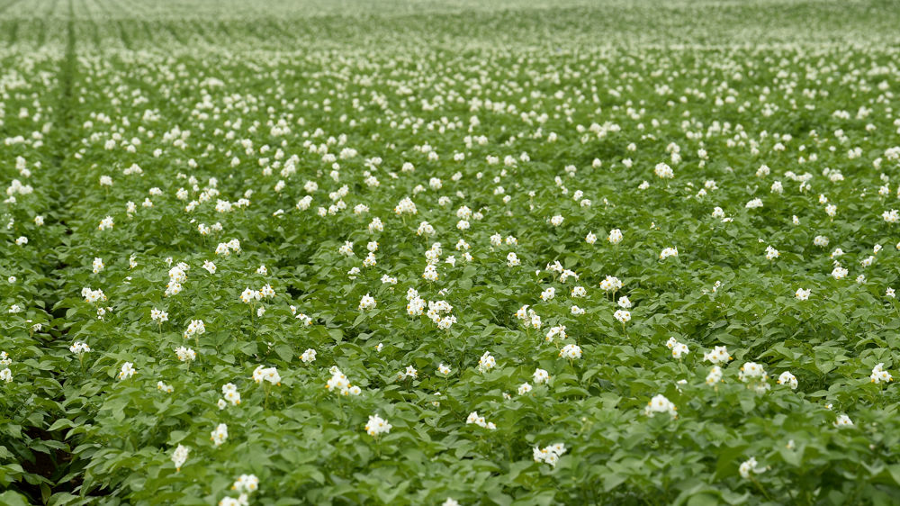 Des surfaces de pommes de terre en légère hausse