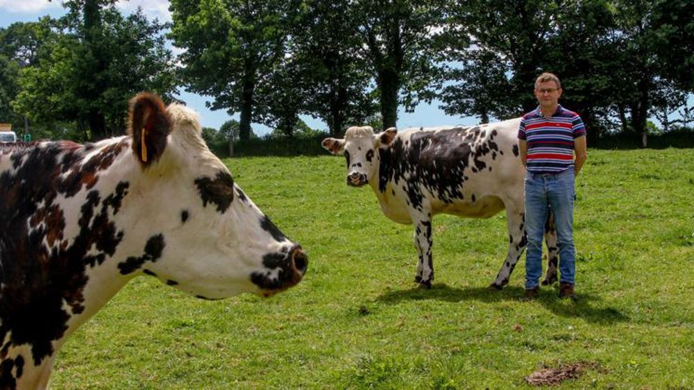 Un logo pour identifier la race normande